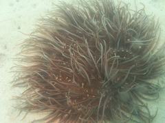 Macrodactyla doreensis