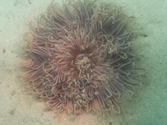 Macrodactyla doreensis