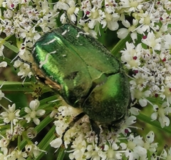 Cetonia aurata