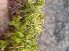 Climacium dendroides