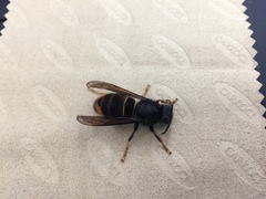 Vespa velutina