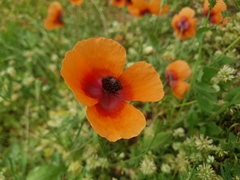 Papaver apulum