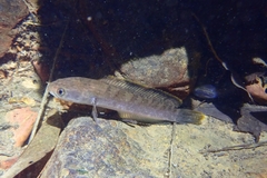 Channa limbata