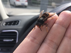 Vespa velutina