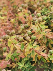 Euphorbia melitensis