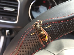 Vespa velutina