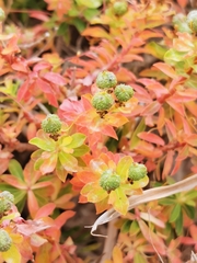 Euphorbia melitensis
