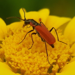Malachius coccineus