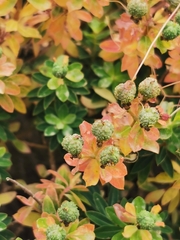 Euphorbia melitensis