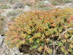 Euphorbia melitensis