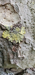 Xanthoria parietina