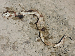 Pituophis deppei
