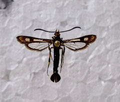 Chamaesphecia empiformis