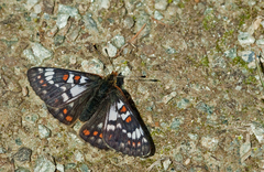 Euphydryas cynthia