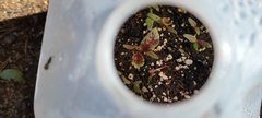 Amaranthus tricolor