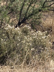 Zinnia acerosa