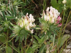 Anthyllis vulneraria maura
