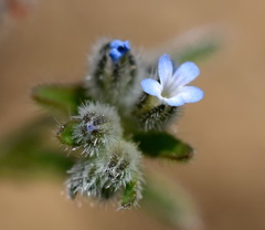 Rochelia retorta