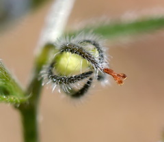 Rochelia retorta