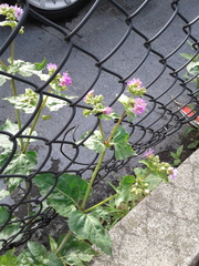 Mirabilis nyctaginea