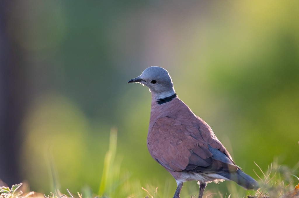 Red Collared-Dove