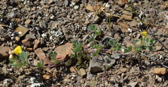 Medicago rigidula