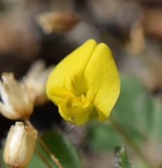 Medicago rigidula