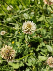 Trifolium repens