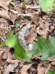 Acronicta lobeliae