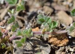 Medicago rigidula