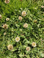Trifolium repens