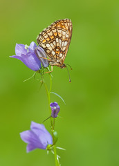 Melitaea aurelia