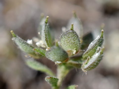 Alyssum umbellatum