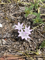 Richardia grandiflora