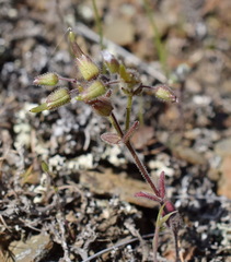 Cerastium ramosissimum