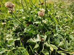 Trifolium repens
