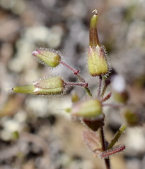 Cerastium ramosissimum