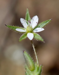 Sabulina pseudohybrida