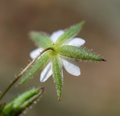 Sabulina pseudohybrida