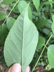 Aralia spinosa