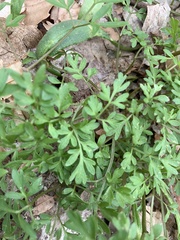 Erigenia bulbosa