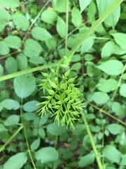 Aralia spinosa