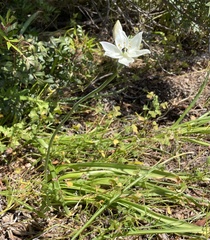 Ornithogalum arabicum