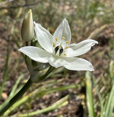 Ornithogalum arabicum