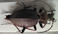 Carabus linnaei