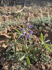 Lupinus argenteus argenteus