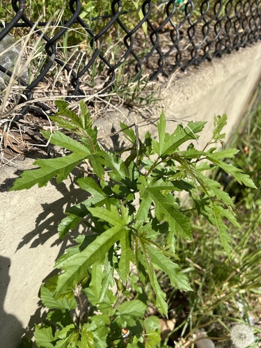 Morus indica