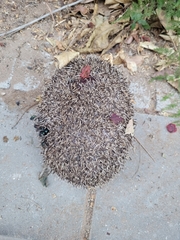 Erinaceus concolor