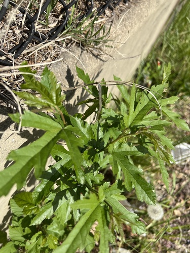 Morus indica