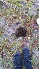 Ludwigia adscendens diffusa